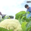  八代地域でカリフラワーの収穫【熊本】