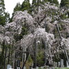 観桜ドライブ（長野県高山村へ）