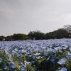 季節の花ネモフィラは二の次、子は花より遊具。
