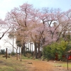 市街地に残る樹齢300年以上の希少なエドヒガンの群生を次世代へ