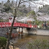 ◆満開のソメイヨシノ、見頃の茂原公園（茂原市）