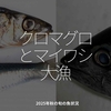 2906食目「クロマグロとマイワシ大漁」2025年秋の旬の魚状況