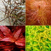 （水草　熱帯魚）おまかせ4色紅葉セット（無農薬）（10本）（水上葉）　北海道航空便要保温