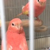 飼い鳥の引っ越しpart② 〜業者の入室〜