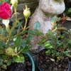 薔薇ふぜゐ。その後
