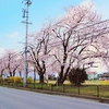 桜が見頃をむかえています🌸