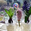 「佐久の季節便り」、「スプリングエフェメラル」・「アズマイチゲ（東一華）」が風に揺れ…。