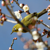 里山の探鳥 里山オールスターズ その１