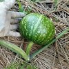 かぼちゃ栽培：植付から2カ月後