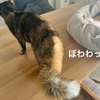 もなちゃんのたぬきしっぽ。