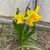 【MyGarden】咲き始めたお花たちと庭の整備計画