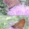 土岳頂上のチョウ