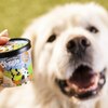愛犬と共に味わうIce Crem Pintsのお味は！