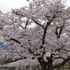 甲山　北山貯水池の桜