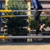 【ディップス】自重トレーニングの基礎種目③