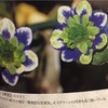 雪割草幻の銘花「浜王」