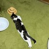 落ちてる猫　その16 　君はおれの優しくない春の巻