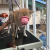 動物病院にてつけられたもの