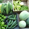 夏野菜の収穫　絶好調　♪　その１