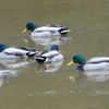 鷺池の鳥