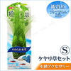 【取寄品】 ケヤリ草セットS ペットグッズ 水草 ペット用品 水槽用品 水槽用具 アクアリウム用品