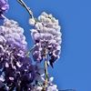 梅の花咲き散る園に我れ行かむ･･･巻第10-1900～1903