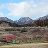 群馬三大梅林・箕郷(みさと)梅林へ❗️