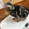 我が家の愛猫「ジル」健康診断を受ける。毎年１回受けることにしました～