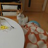 コタツとトンネルと猫