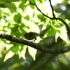 野鳥を撮りに来ました『甘樫丘編』