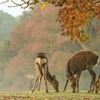 紅に深く染みにし心かも･･･巻第6-1044～1046