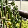 最近のミニトマト