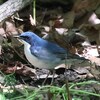 大阪城公園。コルリ（オス、メス）、ノゴマ、キビタキ（オス、メス）、センダイムシクイ、コサメビタキ、コゲラ、エナガ。