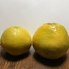 旬の食材：河内晩柑いただきました