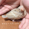 文鳥さん６日目　ふわふわ〜