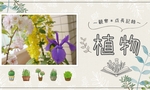 カキツバタ * いずれ菖蒲か燕子花