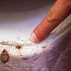 How to Get Rid of Bed Bugs in Your Room?