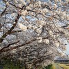 散歩道🐕　桜が満開