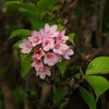 ５月の花