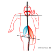 O脚改善、脚外側、腸腰筋の硬さを取るーー大腰筋から脚を使えば、腰とお腹が緩み出す（究極の身体／高岡英夫）