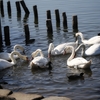 手賀沼公園の白鳥