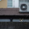 近隣繁華街のねこさん