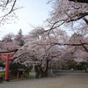 今日は桜の贅沢三昧