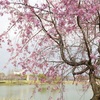 桜の花も花吹雪