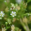 野草といっしょ35 ツメクサ