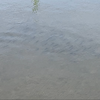 川面を並んで泳ぐ小魚の群れ20260513