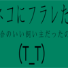 ネコに振られる・・・(T_T)