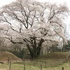 第１０回読書会　坂口安吾『桜の森の満開の下』無事終了いたしました。