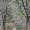 冷たい雨の日曜日