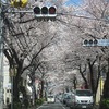 大泉学園通り_桜（東京都練馬区）